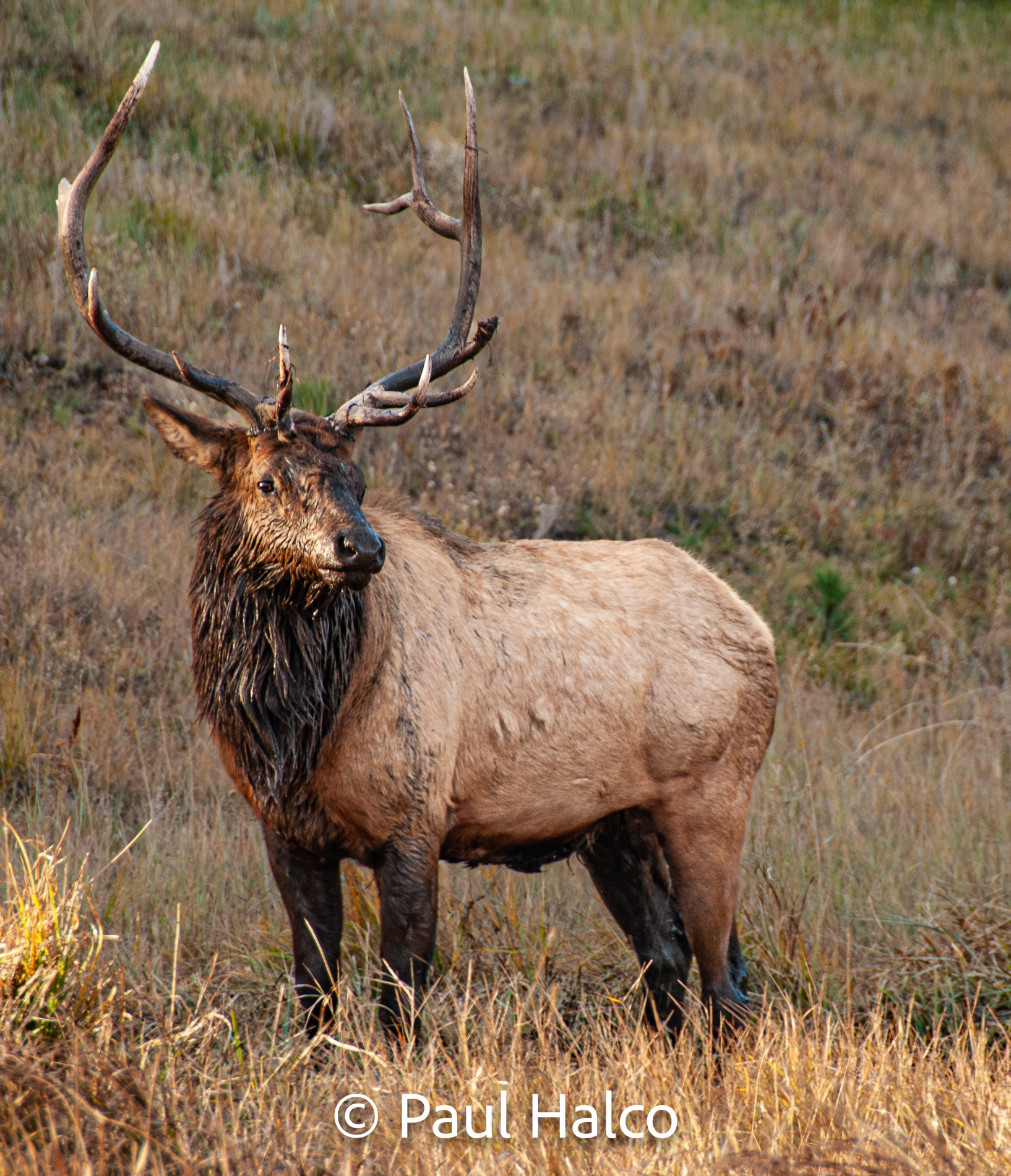 Paul Halco - Rocky Mountain NP-6